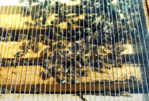 دستگاه زهرگیر زنبور عسل